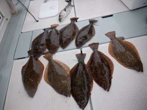 遊漁船 幸友丸 釣果