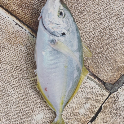 本部釣りイカダ 釣果