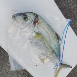 本部釣りイカダ 釣果