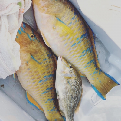 本部釣りイカダ 釣果