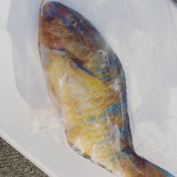 本部釣りイカダ 釣果