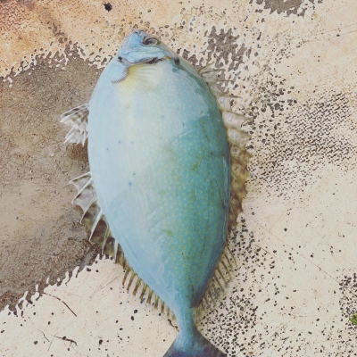 本部釣りイカダ 釣果