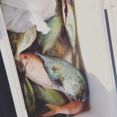 本部釣りイカダ 釣果