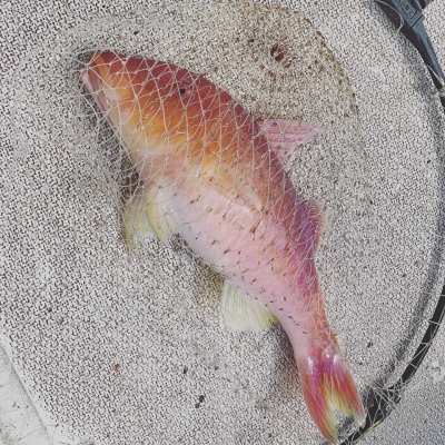 本部釣りイカダ 釣果