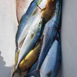 ブルーピア 釣果