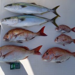 フィッシングボートACE(エース) 釣果