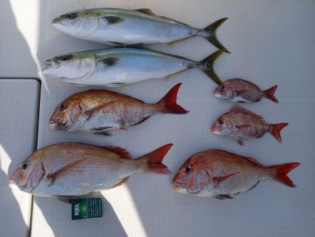 フィッシングボートACE(エース) 釣果