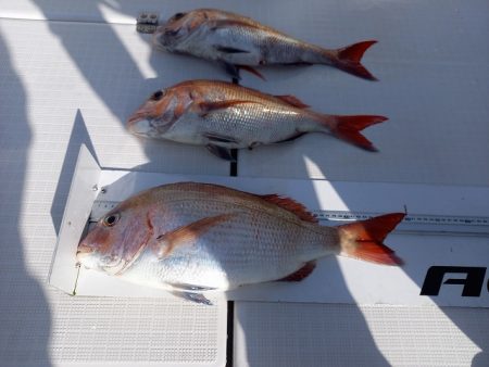 フィッシングボートACE(エース) 釣果