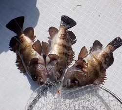 遊漁船 幸友丸 釣果