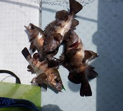 遊漁船 幸友丸 釣果