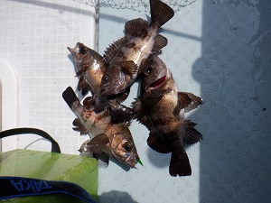 遊漁船 幸友丸 釣果