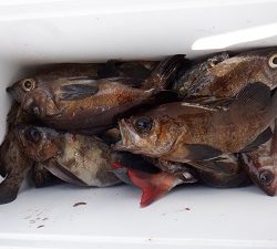 遊漁船 幸友丸 釣果