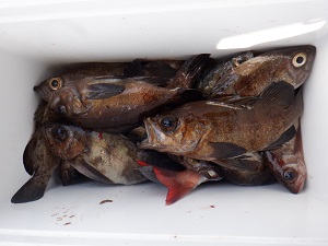 遊漁船 幸友丸 釣果