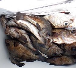 遊漁船 幸友丸 釣果