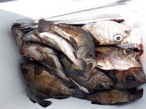 遊漁船 幸友丸 釣果