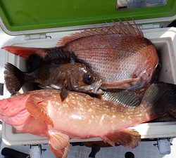 遊漁船 幸友丸 釣果