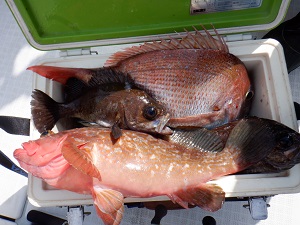 遊漁船 幸友丸 釣果