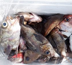 遊漁船 幸友丸 釣果