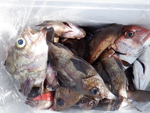 遊漁船 幸友丸 釣果