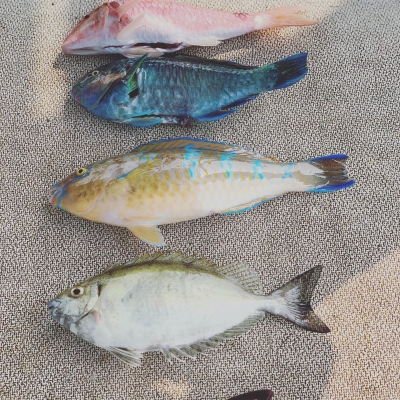 本部釣りイカダ 釣果
