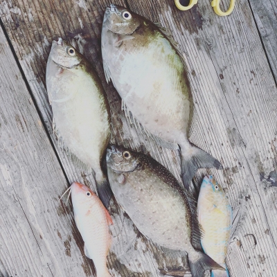 本部釣りイカダ 釣果