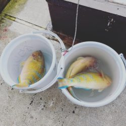 本部釣りイカダ 釣果