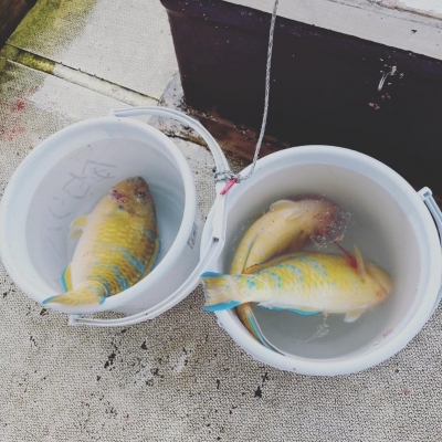 本部釣りイカダ 釣果