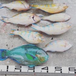 本部釣りイカダ 釣果