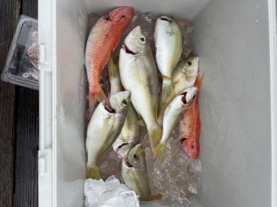 本部釣りイカダ 釣果