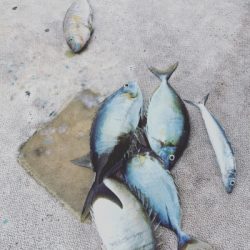 本部釣りイカダ 釣果