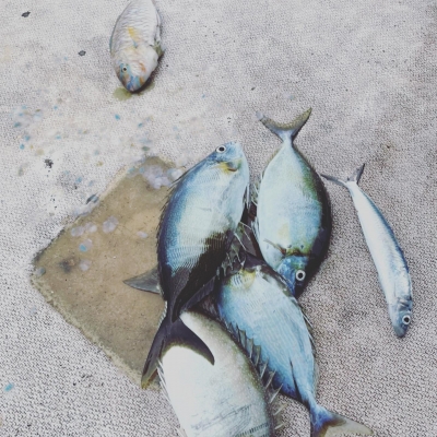 本部釣りイカダ 釣果