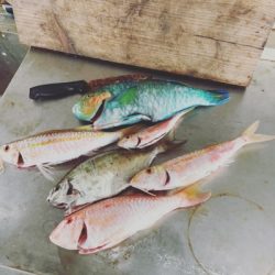 本部釣りイカダ 釣果