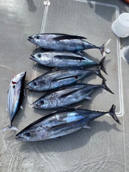 へいみつ丸 釣果