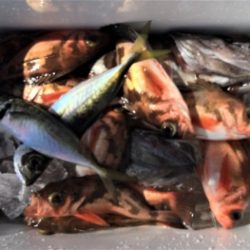 鯛紅丸 釣果