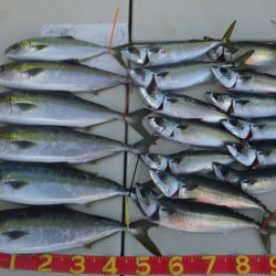 Hit Rush(ヒット ラッシュ） 釣果