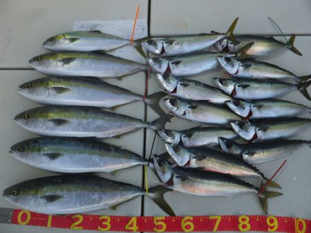 Hit Rush(ヒット ラッシュ） 釣果…