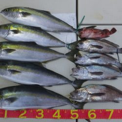 Hit Rush(ヒット ラッシュ) 釣果