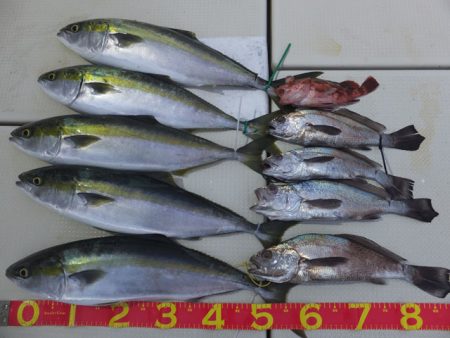 Hit Rush(ヒット ラッシュ） 釣果…