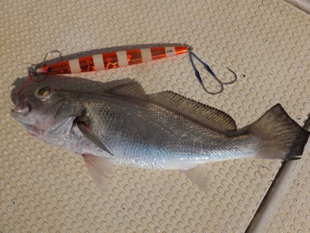 Hit Rush(ヒット ラッシュ） 釣果…