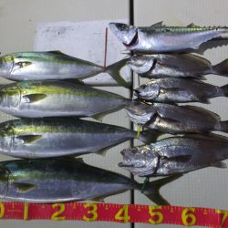 Hit Rush(ヒット ラッシュ) 釣果