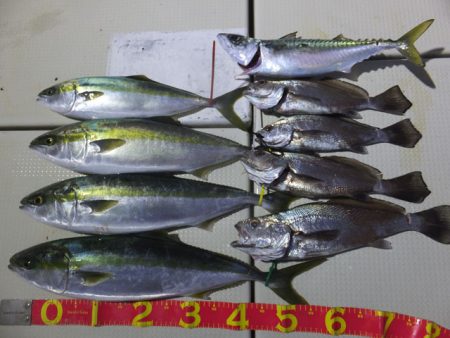 Hit Rush(ヒット ラッシュ) 釣果