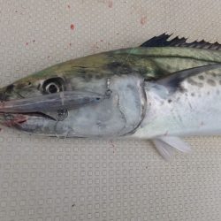 Hit Rush(ヒット ラッシュ） 釣果