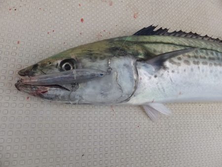 Hit Rush(ヒット ラッシュ） 釣果