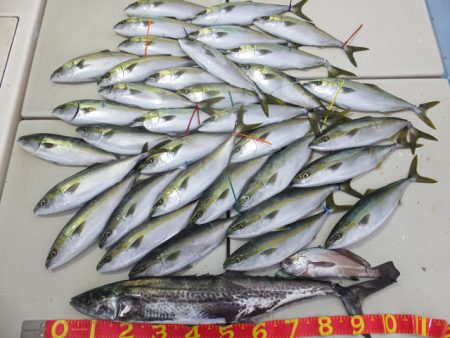 Hit Rush(ヒット ラッシュ） 釣果…