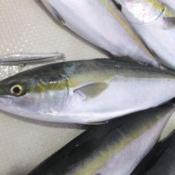 Hit Rush(ヒット ラッシュ） 釣果