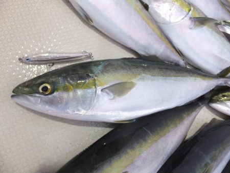 Hit Rush(ヒット ラッシュ） 釣果