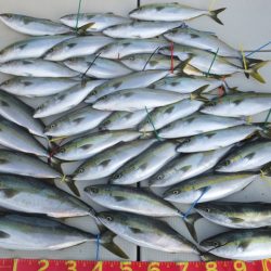 Hit Rush(ヒット ラッシュ) 釣果