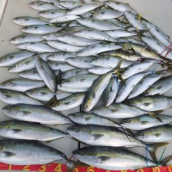 Hit Rush(ヒット ラッシュ) 釣果