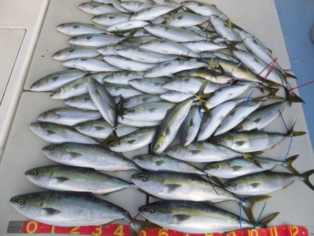 Hit Rush(ヒット ラッシュ） 釣果…