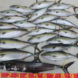 Hit Rush(ヒット ラッシュ) 釣果